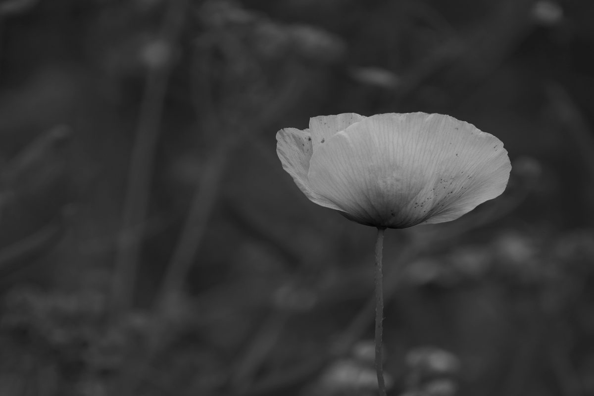 A single poppy standing tall — shame and tall poppy syndrome for ambitious women